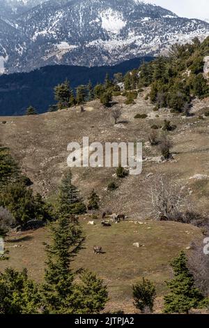 Freie Pferde, die normalerweise domestiziert werden, aber im Laufe der Zeit wild werden. Pferde, die frei in den Zedernwäldern der Antalya Bey Mountains leben, sind ebenfalls die Stockfoto