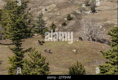 Freie Pferde, die normalerweise domestiziert werden, aber im Laufe der Zeit wild werden. Pferde, die frei in den Zedernwäldern der Antalya Bey Mountains leben, sind ebenfalls die Stockfoto