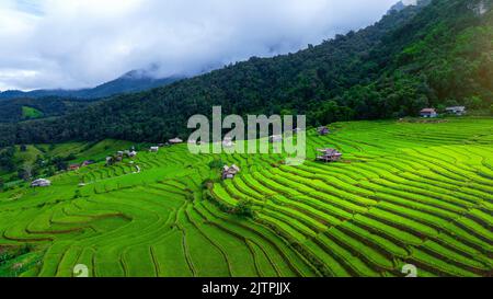 Luftaufnahme der Rice Terrasse bei Ban pa Bong piang in Chiang Mai, Thailand. Stockfoto