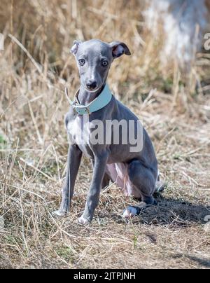 Whippet Puppy für einen Spaziergang Stockfoto