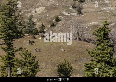 Freie Pferde, die normalerweise domestiziert werden, aber im Laufe der Zeit wild werden. Pferde, die frei in den Zedernwäldern der Antalya Bey Mountains leben, sind ebenfalls die Stockfoto