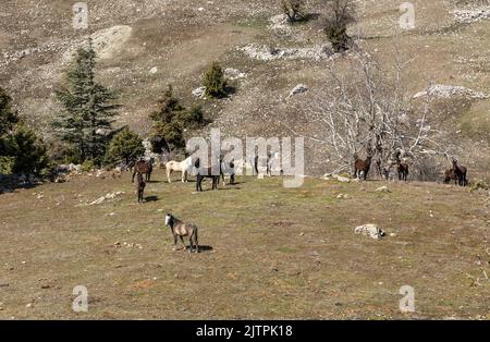 Freie Pferde, die normalerweise domestiziert werden, aber im Laufe der Zeit wild werden. Pferde, die frei in den Zedernwäldern der Antalya Bey Mountains leben, sind ebenfalls die Stockfoto