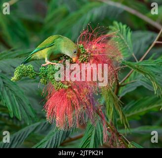 Sittich, der sich vom Nektar ernährt; Grüner Papagei; hängender Sittich; Vogel, der auf einem Ast sitzt; Ceylon-hängender Sittich Sinharaja Stockfoto