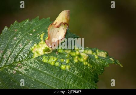 Tetraneura ulmi, die Ulmensack-Gallenaphide und auch als Feigengalle bekannt, Stockfoto