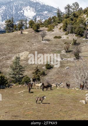 Freie Pferde, die normalerweise domestiziert werden, aber im Laufe der Zeit wild werden. Pferde, die frei in den Zedernwäldern der Antalya Bey Mountains leben, sind ebenfalls die Stockfoto