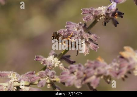 Nahaufnahme einer männlichen Großen Bänderbiene, Halictus scabiosae, die auf dem purpurroten russischen Salbei, Perovskia jangii, im Gard, Frankreich, sitzt Stockfoto