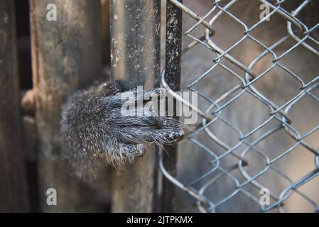 Ein Affe in einem Käfig im Zoo. Konzentriere dich auf die Pfote des Affen, die im Riss stecken bleibt. Stockfoto