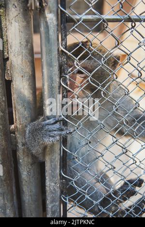 Ein Affe in einem Käfig im Zoo. Konzentriere dich auf die Pfote des Affen, die im Riss stecken bleibt. Stockfoto