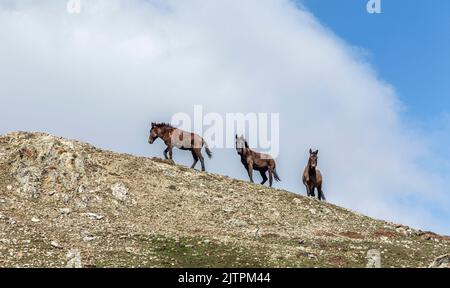 Freie Pferde, die normalerweise domestiziert werden, aber im Laufe der Zeit wild werden. Pferde, die frei in den Zedernwäldern der Antalya Bey Mountains leben, sind ebenfalls die Stockfoto