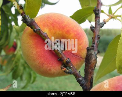 Rote Pfirsiche hängen auf dem Baum Toskana, Italien Stockfoto