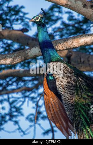 Pfau leuchtet; blauer Pfau; leuchtender Pfau; Pfau tanzt; Pfau tanzt; Vogelgezwitscher tanzen; Vogelvorführungen Stockfoto