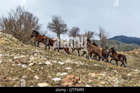 Freie Pferde, die normalerweise domestiziert werden, aber im Laufe der Zeit wild werden. Pferde, die frei in den Zedernwäldern der Antalya Bey Mountains leben, sind ebenfalls die Stockfoto