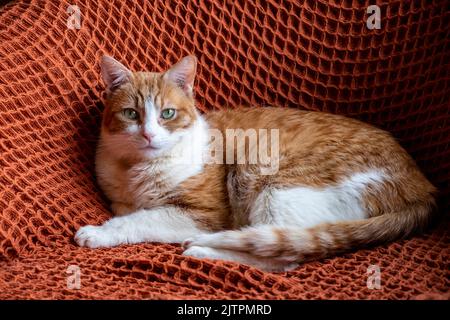 Adoptierte Ingwer- und weiße kater mit grünen Augen auf orangefarbenem Teppich auf Stuhl sitzend Stockfoto