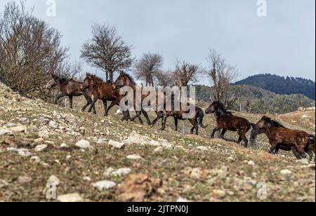 Freie Pferde, die normalerweise domestiziert werden, aber im Laufe der Zeit wild werden. Pferde, die frei in den Zedernwäldern der Antalya Bey Mountains leben, sind ebenfalls die Stockfoto