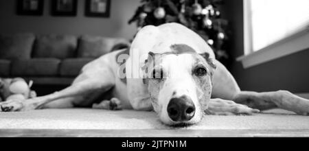 Eine Graustufen-Nahaufnahme eines Whippet-Hundes, der auf dem Boden liegt. Stockfoto