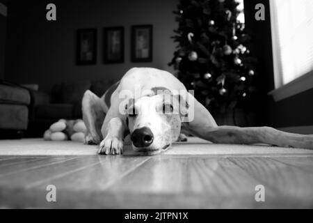 Eine Graustufen-Nahaufnahme eines Whippet-Hundes, der auf dem Boden liegt. Stockfoto