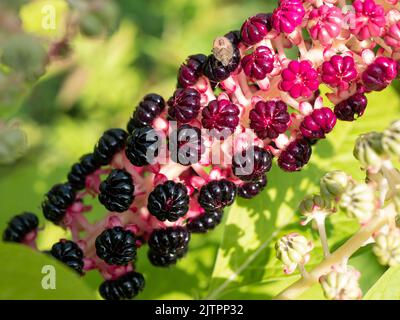 Phytolacca acinosa (Phytolaccaceae), Nahaufnahme. Traditionelle chinesische und indische Kräuter mit medizinischen Anwendungen, selektiver Fokus Stockfoto