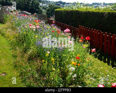 Bestäuberpflaster im Vorstadtgarten. Stockfoto