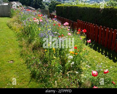 Bestäuberpflaster im Vorstadtgarten. Stockfoto