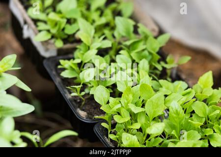 Frühlingskeimlinge von Asterblüten in einer Box zum Pflanzen auf einem Blumenbeet Stockfoto