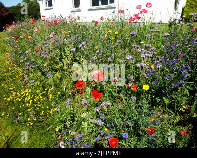 Bestäuberpflaster im Vorstadtgarten. Stockfoto