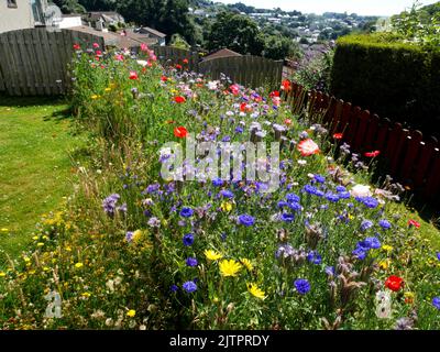 Bestäuberpflaster im Vorstadtgarten. Stockfoto