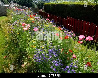 Bestäuberpflaster im Vorstadtgarten. Stockfoto