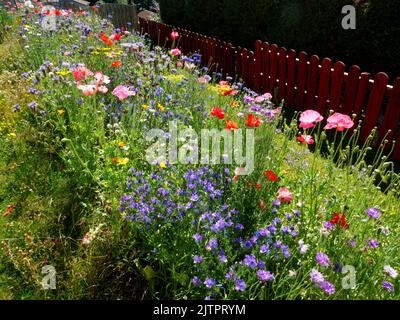 Bestäuberpflaster im Vorstadtgarten. Stockfoto