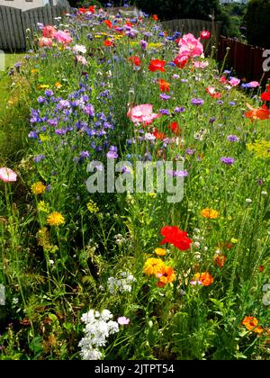 Bestäuberpflaster im Vorstadtgarten. Stockfoto