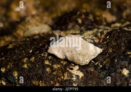 Schale aus rotmurriger Felsenschale Stramonita haemastoma. La Garita. Telde. Gran Canaria. Kanarische Inseln. Spanien. Stockfoto