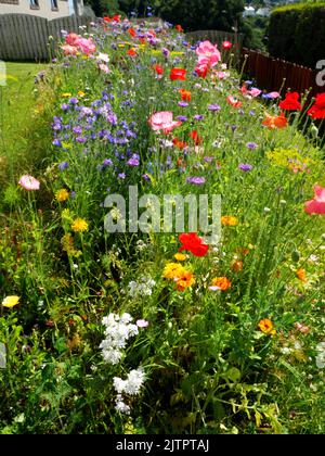 Bestäuberpflaster im Vorstadtgarten. Stockfoto