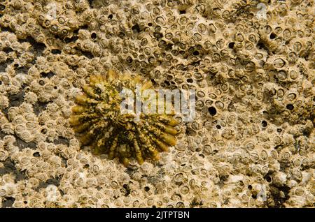 Azoren-Zwergfledermähne Patella aspera und Eichelschnecke Chthamalus stellatus. La Garita. Telde. Gran Canaria. Kanarische Inseln. Spanien. Stockfoto