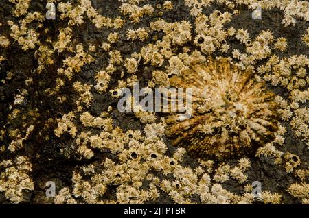 Azoren-Zwergfledermähne Patella aspera und Eichelschnecke Chthamalus stellatus. La Garita. Telde. Gran Canaria. Kanarische Inseln. Spanien. Stockfoto