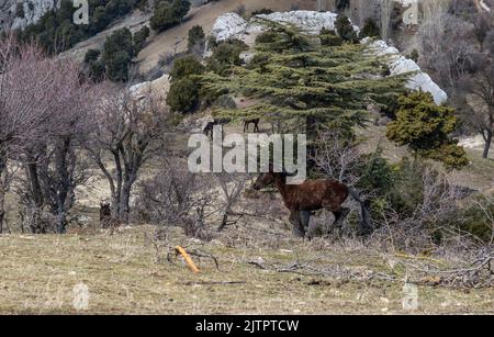 Freie Pferde, die normalerweise domestiziert werden, aber im Laufe der Zeit wild werden. Pferde, die frei in den Zedernwäldern der Antalya Bey Mountains leben, sind ebenfalls die Stockfoto