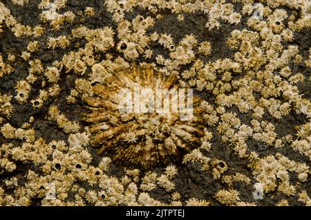 Azoren-Zwergfledermähne Patella aspera und Eichelschnecke Chthamalus stellatus. La Garita. Telde. Gran Canaria. Kanarische Inseln. Spanien. Stockfoto