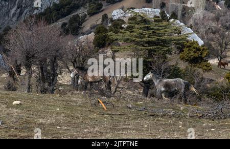 Freie Pferde, die normalerweise domestiziert werden, aber im Laufe der Zeit wild werden. Pferde, die frei in den Zedernwäldern der Antalya Bey Mountains leben, sind ebenfalls die Stockfoto