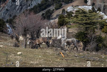 Freie Pferde, die normalerweise domestiziert werden, aber im Laufe der Zeit wild werden. Pferde, die frei in den Zedernwäldern der Antalya Bey Mountains leben, sind ebenfalls die Stockfoto