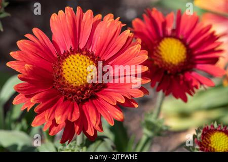 Nahaufnahme von blühenden roten Bettblumen (Gallardia x grandiflora) Stockfoto