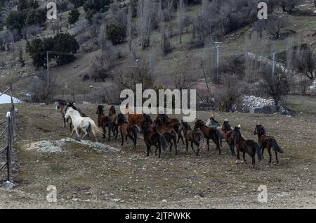 Freie Pferde, die normalerweise domestiziert werden, aber im Laufe der Zeit wild werden. Pferde, die frei in den Zedernwäldern der Antalya Bey Mountains leben, sind ebenfalls die Stockfoto