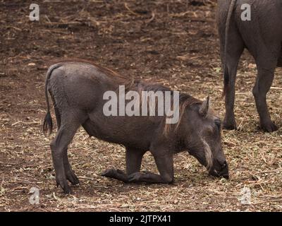 Gewöhnlicher Warzenschwein, phacochoerus africanus, der im Boden frisst Stockfoto