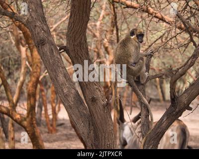 Fotos einer Familie von patas-Affen. Eine Mutter mit ihrem Baby und weitere Szenen Stockfoto
