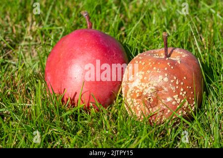 Frischer und fauler Apfelkontrast Stockfoto