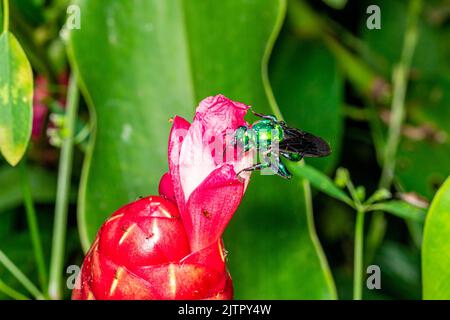 Bunte Orchideenbiene oder Exaerete auf einer roten tropischen Blume. Erstaunliche brasilianische Fauna. Euglossini Familie.. Stockfoto