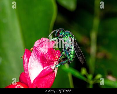 Bunte Orchideenbiene oder Exaerete auf einer roten tropischen Blume. Erstaunliche brasilianische Fauna. Euglossini Familie.. Stockfoto