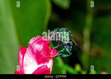 Bunte Orchideenbiene oder Exaerete auf einer roten tropischen Blume. Erstaunliche brasilianische Fauna. Euglossini Familie.. Stockfoto