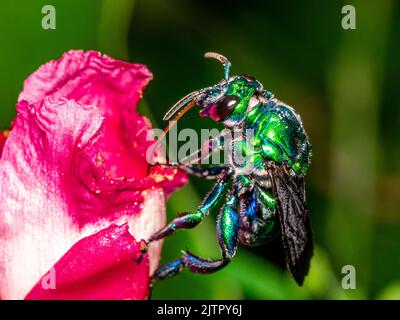 Bunte Orchideenbiene oder Exaerete auf einer roten tropischen Blume. Erstaunliche brasilianische Fauna. Euglossini Familie.. Stockfoto