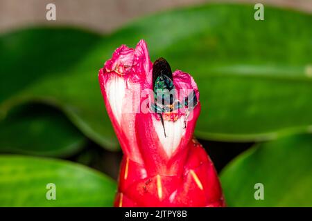 Bunte Orchideenbiene oder Exaerete auf einer roten tropischen Blume. Erstaunliche brasilianische Fauna. Euglossini Familie.. Stockfoto