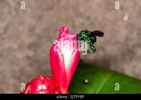 Bunte Orchideenbiene oder Exaerete auf einer roten tropischen Blume. Erstaunliche brasilianische Fauna. Euglossini Familie.. Stockfoto