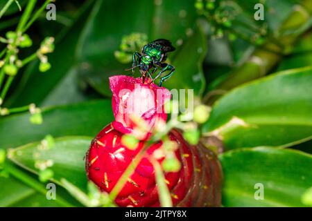 Bunte Orchideenbiene oder Exaerete auf einer roten tropischen Blume. Erstaunliche brasilianische Fauna. Euglossini Familie.. Stockfoto