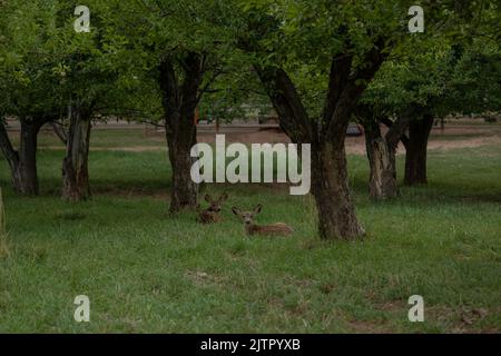 Die Garnelen Ruhen Im Apfelgarten Stockfoto